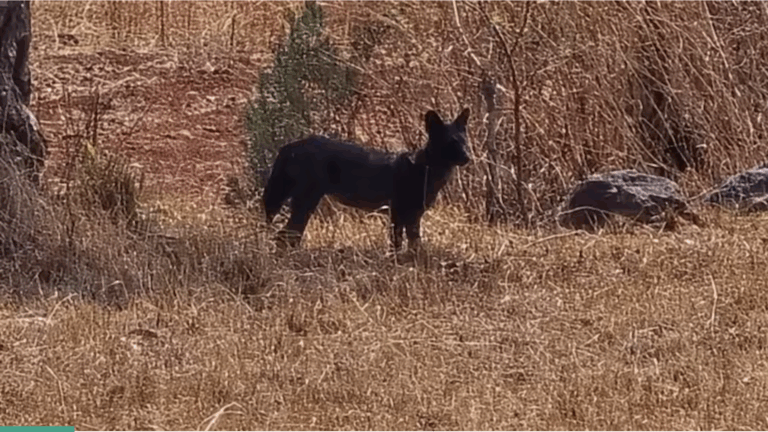 Black Dhole in Sahyadri Tiger Reserve, Maharashtra